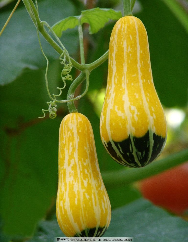 藤瓜 餐桌上的夏日清歡